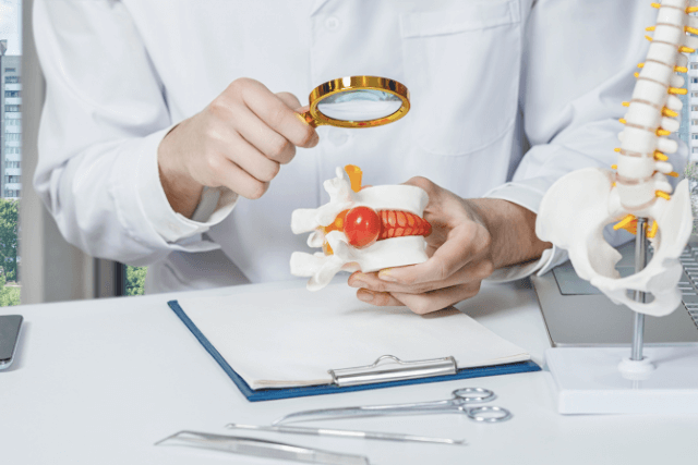 Doctor studying types of hernia, focusing on an intervertebral hernia with a spine model to illustrate spinal health.